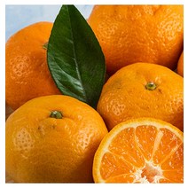 영화청과 특급 귤 1kg 청 만들기 하우스 노지 조생 타이벡 농장 농원 제주도 시세 재배 나무