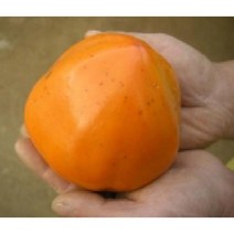 감나무 야오끼/왕대봉 접목1년 특묘 R0167, 1개