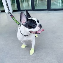 강아지 일회용 신발 애견용품 산책 1달세트(112매) 댕댕집사 개뿐슈즈, 소형(2~6kg)(1달 세트)