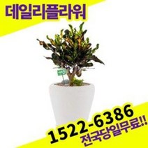 바나나크로톤 카페 개업 집들이 개원 사무실이전, 1개