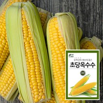 마이플랜트 노랑초당옥수수 씨앗 채소재배 베란다 텃밭 가꾸기, 단품