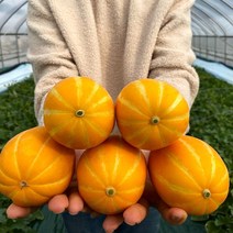 마이스터 성주 꿀 참외 5kg 당일수확, 가정용 5kg, 1개