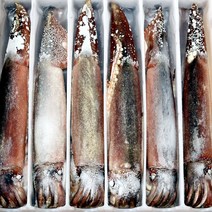 바르닷 추천 국내산 초코 오징어 20미 6.3kg 냉동오징어 업소용 도매 소매
