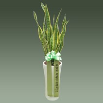 산세베리아 공기정화식물 개업식 기공식 승진 영전 집들이등 축하장소의 최고의 선물, 벵갈고무나무(대형)