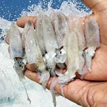 [산지직송] 신선한 꼴뚜기 호래기 제철 국내산 서해안 급냉 생물 회 횟감 젓갈, 호래기 1kg