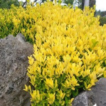 묘목/황금사철나무 포트묘/5개 M282