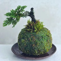 일본 크리에이티브 이끼 공 냄비 새 둥지 꽃병 꽃 식물 홈 오피스 데스크 테이블 가정용 석곡속 정원 DIY 장식, Outer diameter 15CM