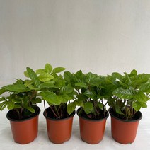 산호수 4개묶음 실내공기정화식물 반려식물 플랜테리어 온누리꽃농원