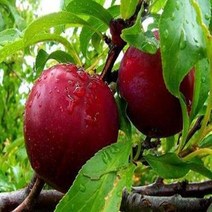 왕자두나무/접목1년(3주묶음)묘목/e0242