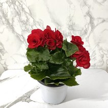 나만의화원 베고니아 빨강 꽃베고니아