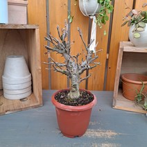 애기사과나무 목대굵고 튼튼한 아이~, 1개