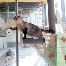 [브리스캣] 윈도우캣 창문에 붙이는 흡착식 창문캣타워 창문선반 낭만뷰 캣워커 캣폴 CWP01, 그레이