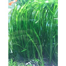 수초 / 발리스네리아 10촉