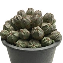 미니오베사(중품)-유포르비아속/구형/고른능/군생, 1개