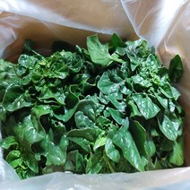 섬시금치 도초섬시금치, 1box, 1500g