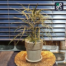 [서울/경기 당일배송] 공기정화식물 아랄리아 아라리오 탁상 개업 인사 승진 축하 화분, 무료지역, 1개