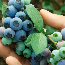 블루베리생과 블루베리제철 블루베리농장 생블루베리, 1박스, 500g