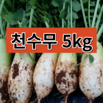 단단한 천수무 5kg 동치미 석박지
