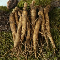 금산 황금농장 삼계탕/갈비탕용 인삼(중) 750g, 단품