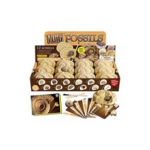 XXTOYS 화석 발굴 키트 화석 표본 화석 발굴 키트 천연 화석 발굴 세트 발굴 장난감 상어 이빨 12 개 세트 고생물학 어린이 선물 선물