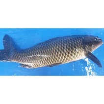 잉어 산모 요리 건강원 보양식, 왕대