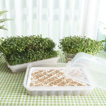세경팜 수경새싹재배기 보리싹 밀 브로콜리 키우기 새싹채소키우기 씨앗, 04.모던새싹재배기2단
