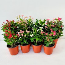 꽃기린 모종 소품 중품 다육 선인장 초화 반려식물 전자파차단, 소형 1개, 핑크