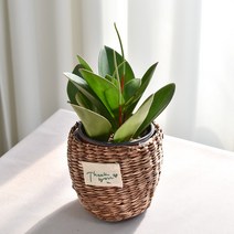 실내공기정화식물 율마 아레카야자 스킨답서스 산세베리아 테이블야자 유칼립투스 이레카야자 페페 스투키 몬스테라, (식물만), 26.홍페페