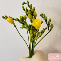 [아뉴뱅] 생화 프리지아 후리지아 봄꽃 꽃다발 꽃배달 저렴한꽃 입학식꽃 졸업식꽃 가성비선물 꽃선물, 10줄기(꽃다발포장)