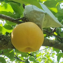 나주배 햇배 신고배 3kg 5kg 15kg 특품 가정용 선물용, 나주배 특품 5kg 6-7과