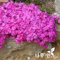 [나무인] 꽃잔디 진분홍 50포트