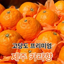 [고당도보장] 제주카라향 산지직송 봄귤 봄제철과일, [가정용] 5kg_25~50과