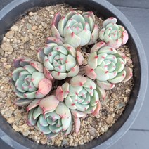 꽃다리 나나후크미니 자연군생 22 다육식물 다육이 아이만 배송