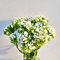 [코코 플라워] 석죽 패랭이꽃 생화택배 꽃배달싼곳 반단 한단, 화이트