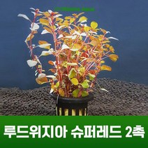초보 수초 키우기 루드위지아 슈퍼레드 2촉, 없음