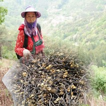 건고사리 2023년 지리산 햇 유기농 자연산, 300g