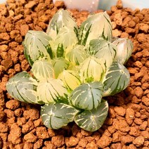 하월시아 블랙옵튜사금 고급 비싼 다육 반려식물 식테크, 1개