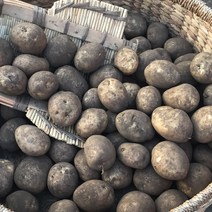 [팔도농장] 22년 수확 화산토 햇 제주감자(중), 3kg