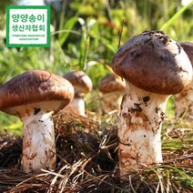 국내산 자연산 송이버섯 양양 1kg 가정용 선물세트 국산 송이 버섯 2등급 3등급 최고급, 4. 양양 자연송이 상품 3등급 (C) 1kg, 1개