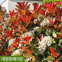 홍가시나무 레드로빈 포트, 레드로빈 7치포트
