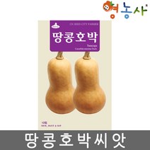 땅콩호박씨앗 10립, 땅콩호박, 땅콩호박