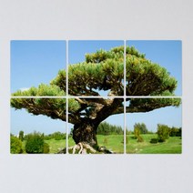 [천삼백케이] [꾸밈] af075-멀티액자부와명예의상징풍수소나무