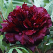 같이가치농원 겹꽃목단나무(검은표범) 개화주 3지