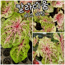 칼라디움 미스머핏 중품 003 특랜덤 공기정화식물/미세먼지/공기정화효과 공기정화식물