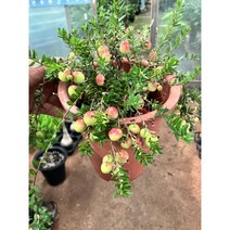 [근이네식물원] 크랜베리나무/ 과실수/ 중, 1개