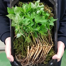 다울농장 새싹삼, 1팩, 소 30뿌리