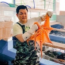 통영 돌문어 자연산 자숙 데친 삶은 손질 생물 활문어 생문어 제수용 1kg 2kg, 제수용 자숙 돌문어 1kg (한마리)