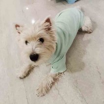 웰시코기옷 강아지 중형견 봄 여름 초박형 옷 펫 셔츠 고양이 보메이 슈나우저 미니 반팔 맨투맨 아이템, [03] M, [01] WHITE