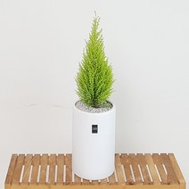 햇살농장 중대형 공기정화 식물 화분, 율마, 1개