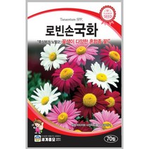 로빈슨국화 70립 / 국화꽃 씨앗 종자 꽃씨 꽃밭만들기 화단만들기 조경가꾸기